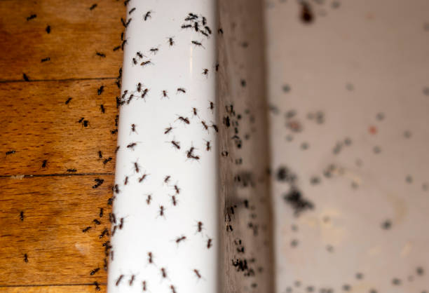 Reliable Madisonville, TX Pest Control Solutions