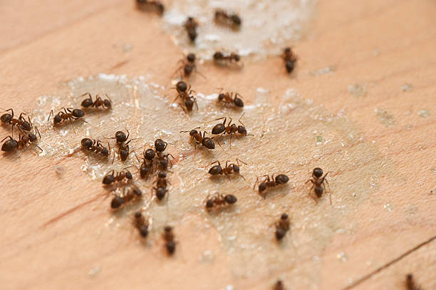 Best Emergency Pest Control  in Madisonville, TX